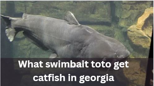 what swimbait toto get catfish in georgia